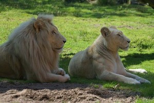 parc zoologique de jurques